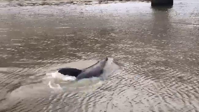 Dolphins and Seal Spotted Playing in Melbourne's Yarra River