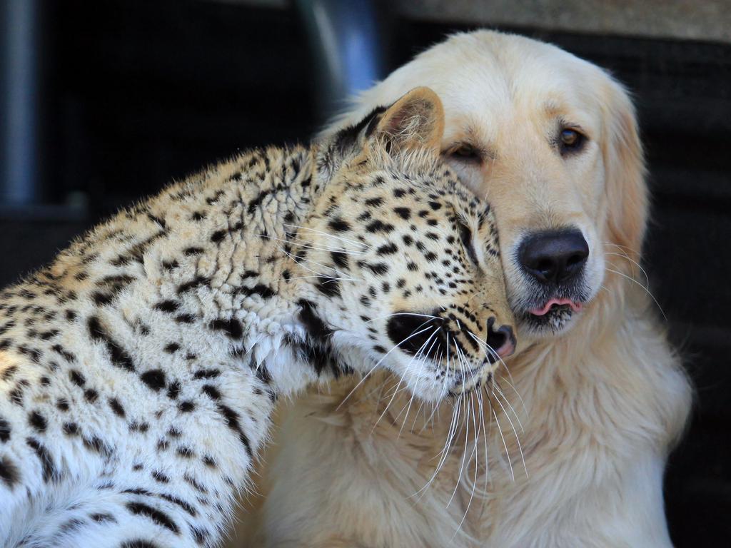 Incredible unlikely animal friendships | escape.com.au