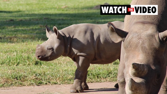 Black Rhino calf makes public debut at Taronga Western Plains Zoo Dubbo