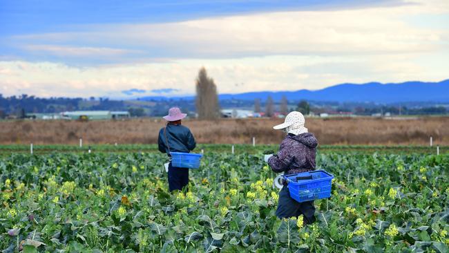 Farm workers now have access to a guide that can help them be successful working in agriculture.