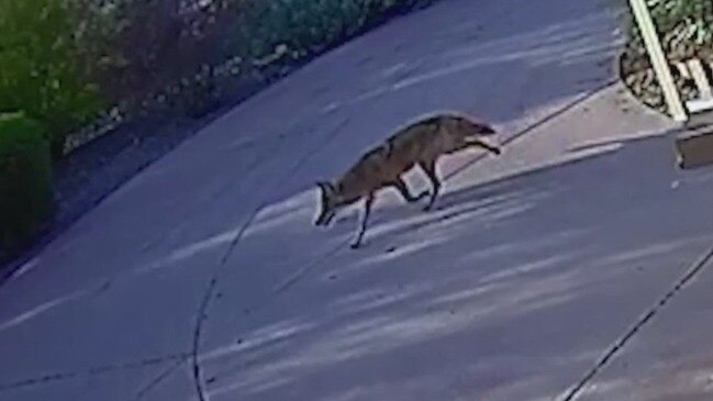 Two toddlers attacked by Coyote in Scottsdale