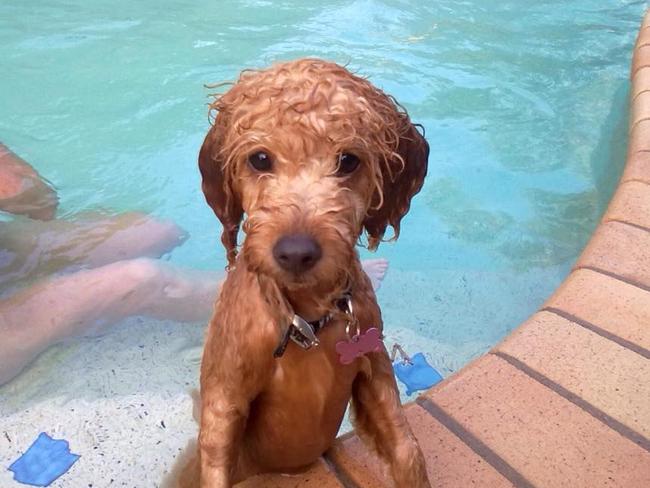 Bella is Cindy Frost’s “gorgeous” six-year-old spoodle. She loves the beach, parks and swimming and rules the house.