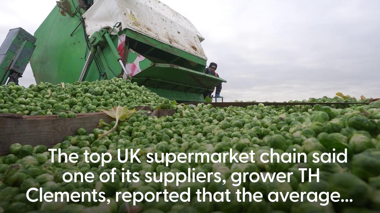 Brussels sprouts to be up to 25% larger this year, says supermarket