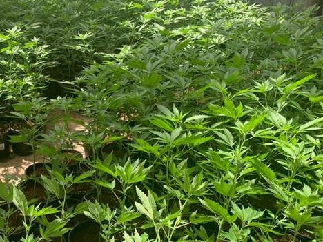 SA Police have seized 3190 cannabis plants after searching eight properties north of Adelaide.  Picture: SA Police