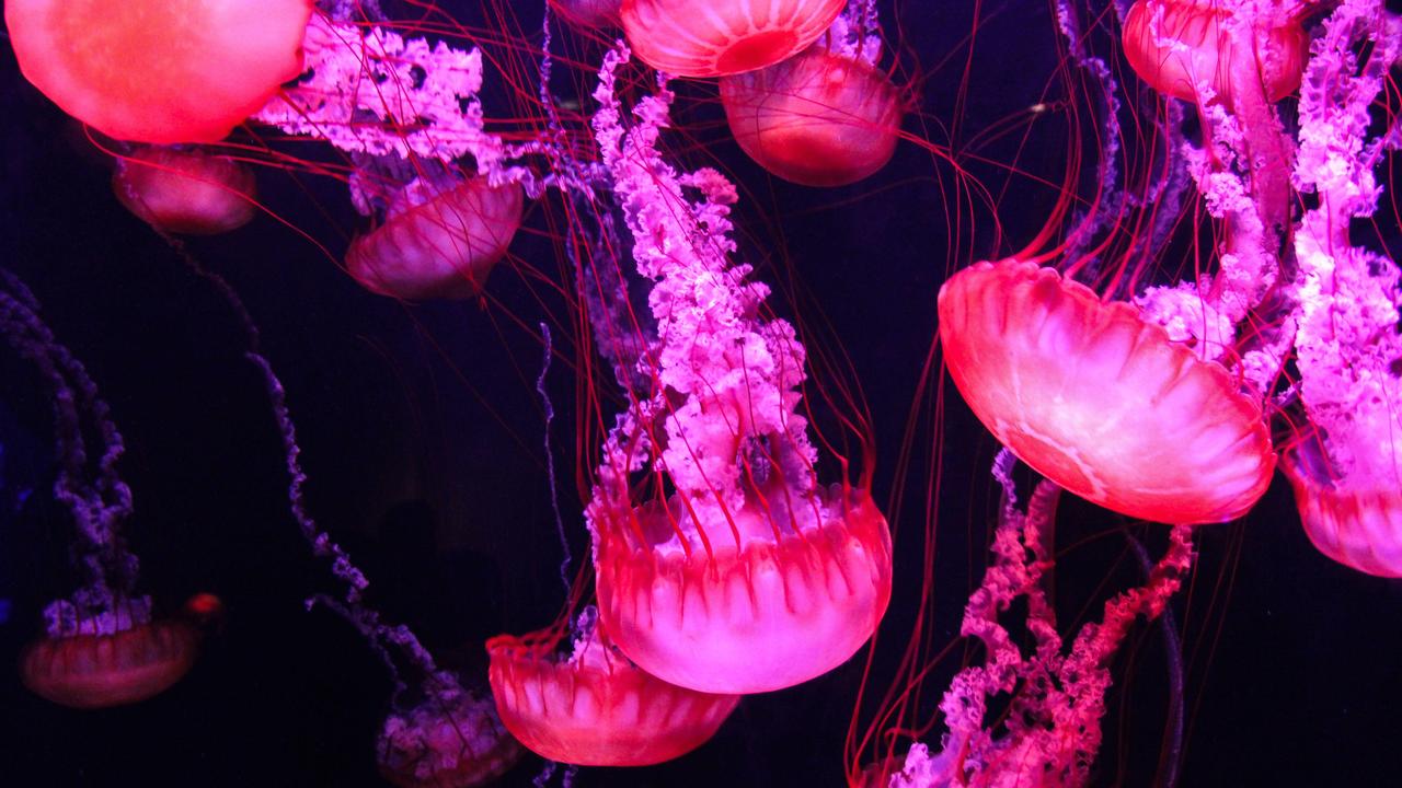 Pacific sea nettles. Picture: Sea Life