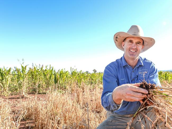 June 2020: The country's grain farmers are undergoing a grain planting boom according to recent reports. Stuart McDonald with one of the plants from a mixed species  crop on his farm near Canowindra, New South Wales. PIC: Nicole Baxter