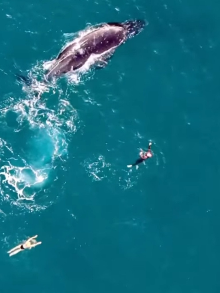 The whales at Bondi. Picture: Picture: @sharkdroneapp on Instagram