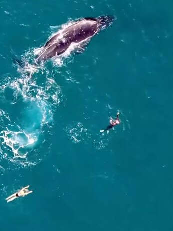 The whales at Bondi. Picture: Picture: @sharkdroneapp on Instagram