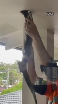 Huge python found in ceiling of Brisbane home