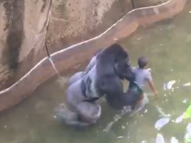 Witnesses said it looked like 17-year-old Harambe was trying to protect the four-year-old boy. Picture: Supplied