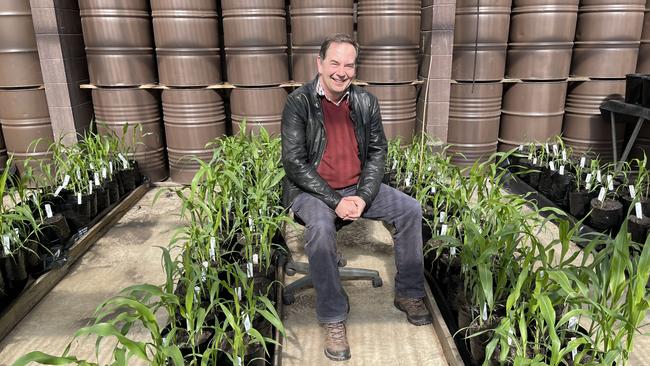 Professor David Jordan’s groundbreaking work using drones to analyse plants, has ensured farmers across the world are able to grow enough crops to feed their animals even during drought. Photo: Madison Mifsud-Ure / Warwick Daily News