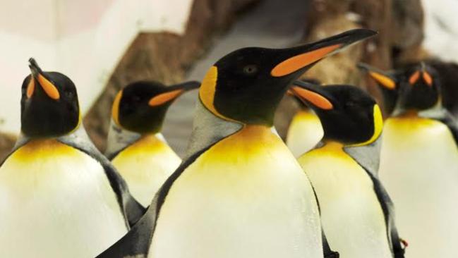 Sea Life Sydney Aquarium is set to become home to the world’s first-of-its kind penguin exhibit this summer