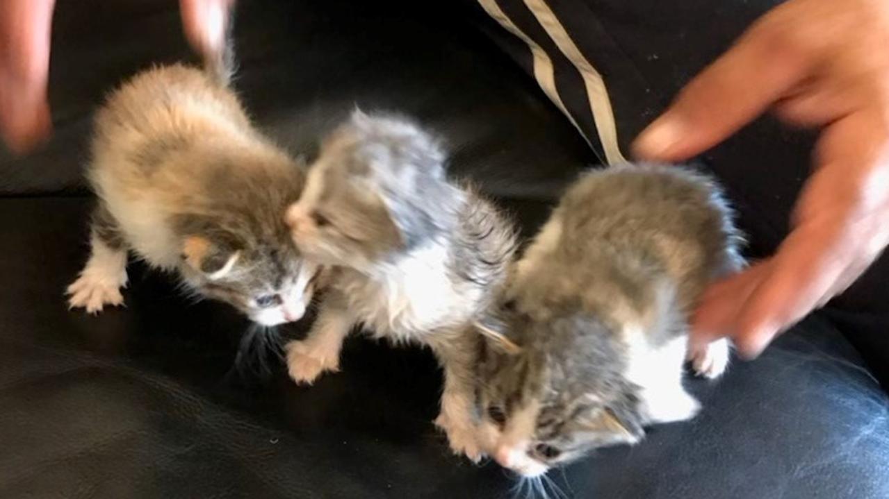 RSPCA calls for information after seven kittens – including three ...