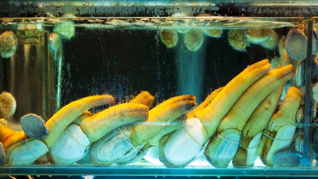 Geoducks on display in a Hong Kong restaurant aquarium with abalone.