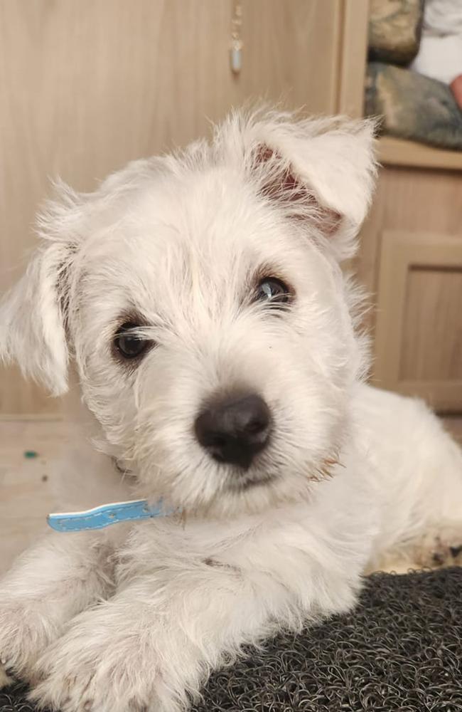 Ella Rose: Melissa Jessop's 9 week old Westie