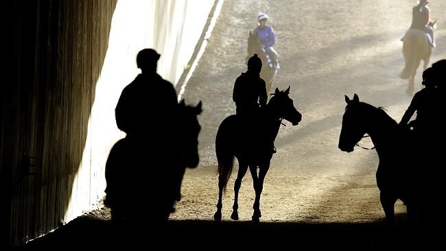 Horses walk through the tunnel underneath the track at Flemington this week. Picture: Wayne Ludbey