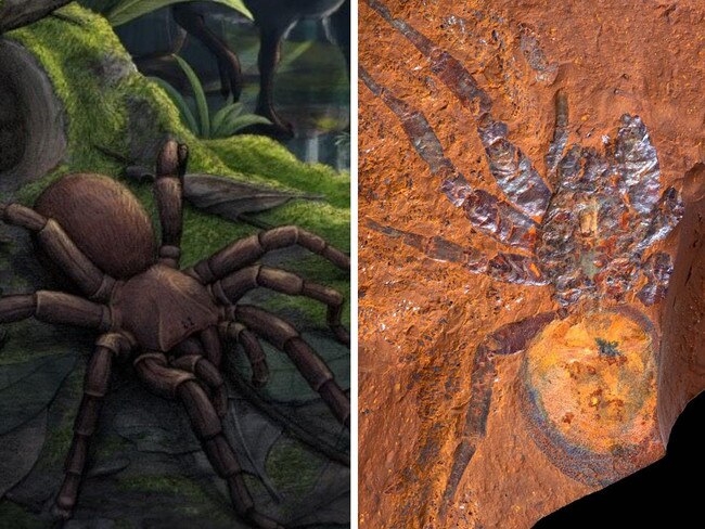 ‘Mega’ spider 5x normal size discovered