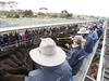 Southwest saleyards close