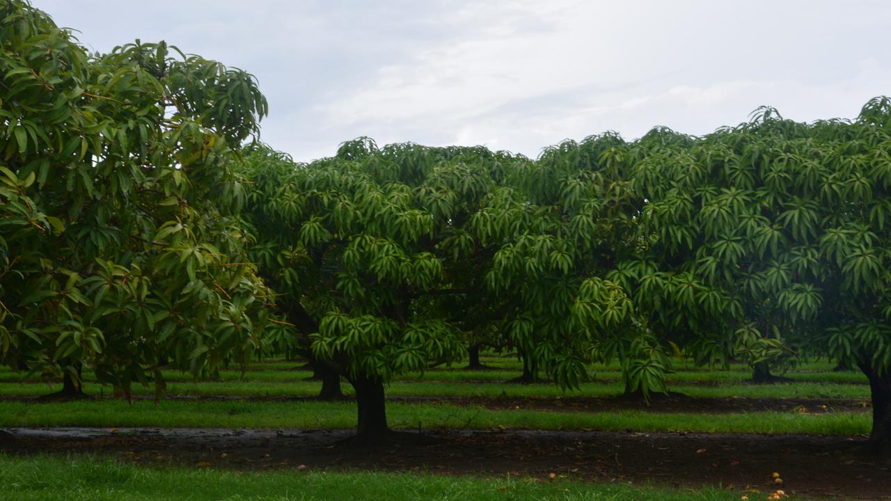 A farm worker, who was struck by lightning while picking mangoes in Berry Springs last week, has died. (File picture)