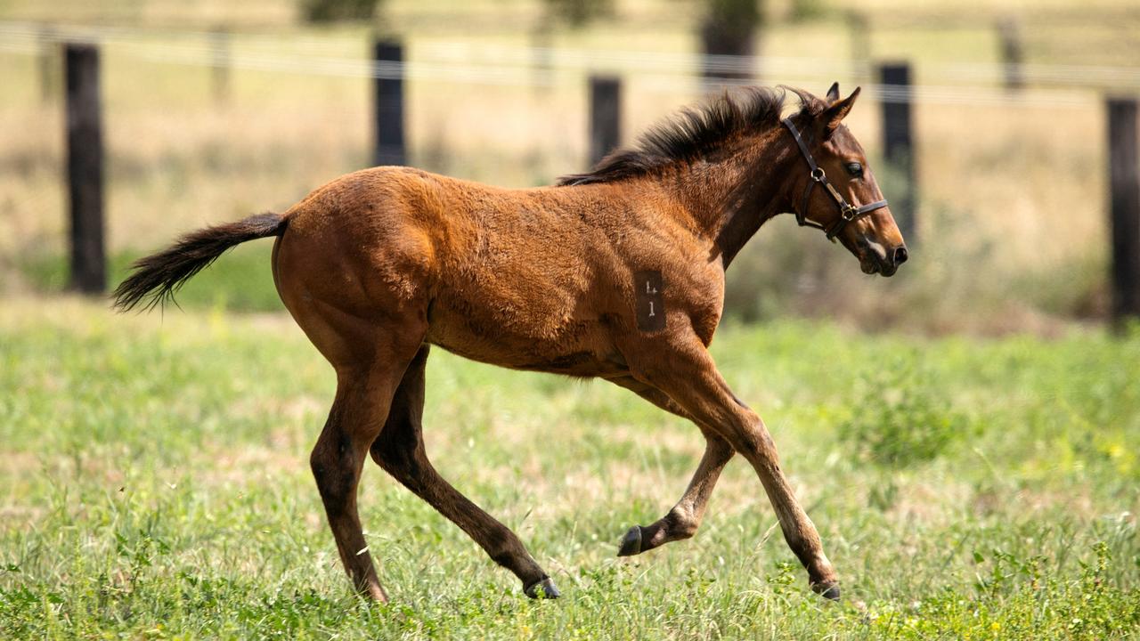 Persian Caviar as a foal in 2022. Picture: Picture: Mark Stewart