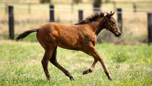 Persian Caviar as a foal in 2022. Picture: Picture: Mark Stewart