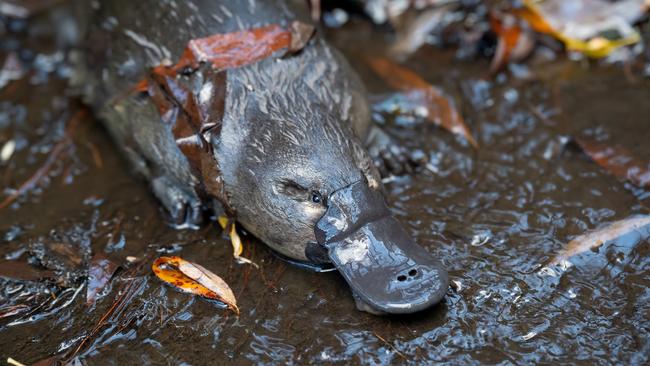 The Hobart Rivulet Platypus' Pete Walsh has won a Canon grant to continue making a second documentary on two female platypuses. Photo: Hobart Rivulet Platypus