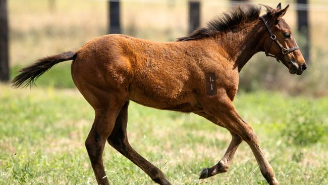 AFLW players Breann (blue) and Celine (pink) catch up with retired race horse Black Caviar and her new foal. Black Caviar was trained during her undefeated run by their father, Peter Moody. Picture: Mark Stewart