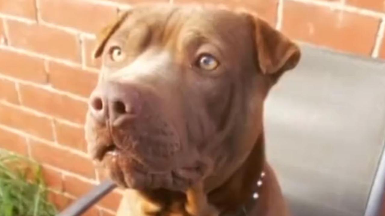 Pit Bulls Should Be Banned In Australia And Put Down Caleb Bond   06d3687e93246aa622052a1bf8d01e9e