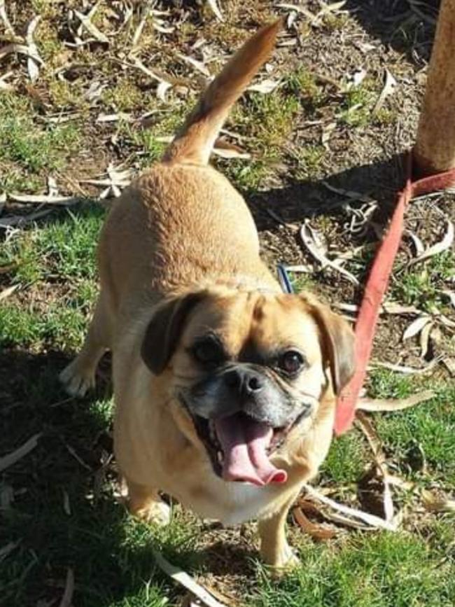 Kingsley, sent in by Melissa Brooks, Gawler.