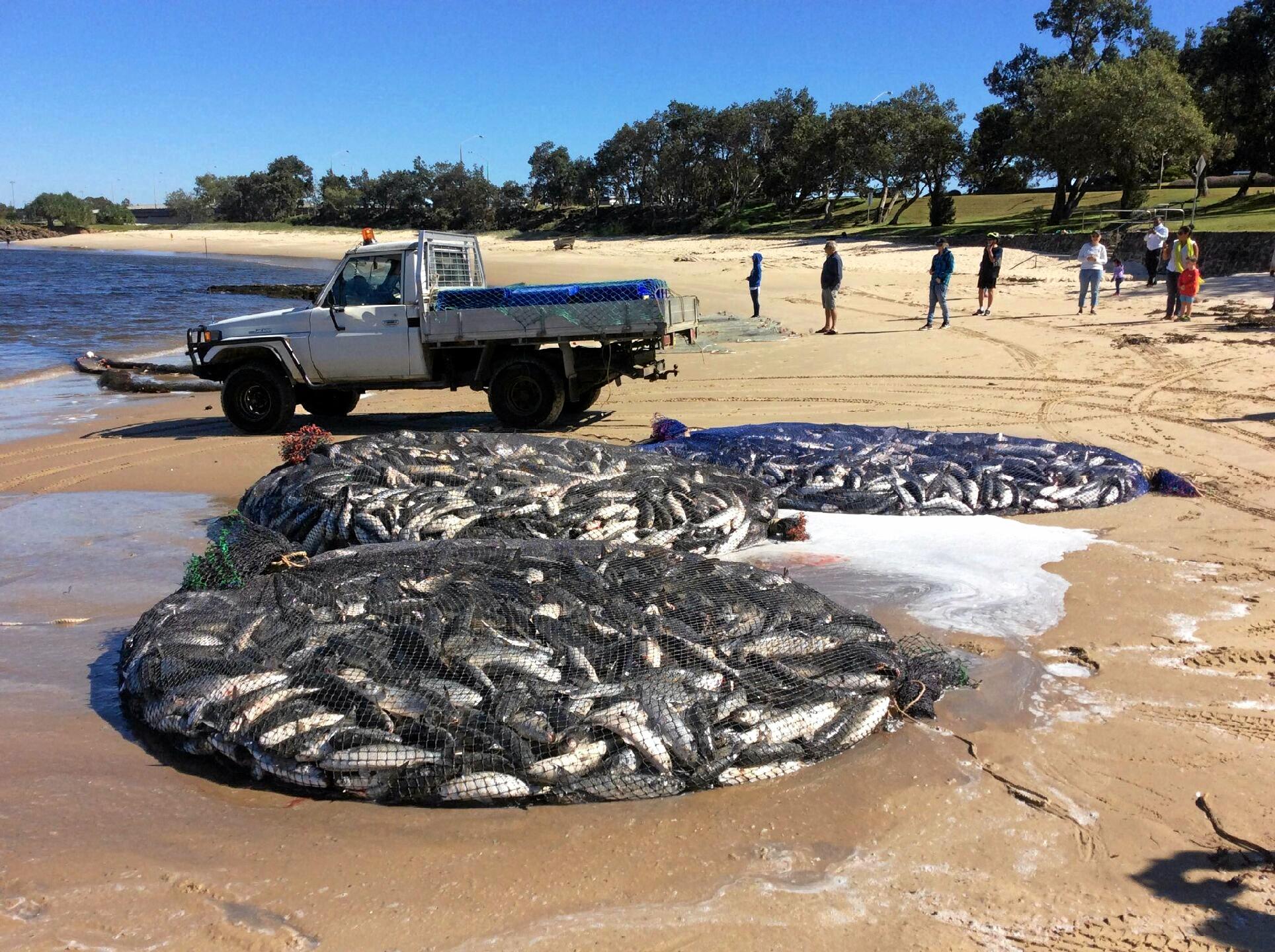 How Ballina’s mullet fishers are helping improve river | Daily Telegraph