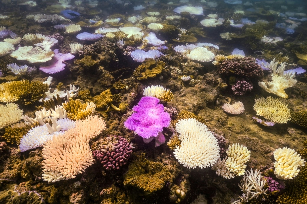 Australia’s Great Barrier Reef struggles to survive | The Weekly Times