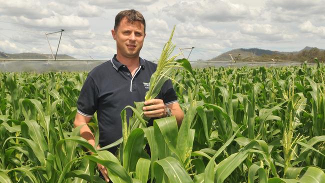 Thriving: Fabian Carniel is chief executive of Mulgowie Produce at Mulgowie, southeast Queensland. The company grows sweet beans, corn, broccoli and pumpkin. Picture: James Wagstaff