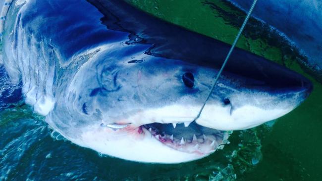 Great whites are known to swim in Victorian waters back shark attacks are rare.