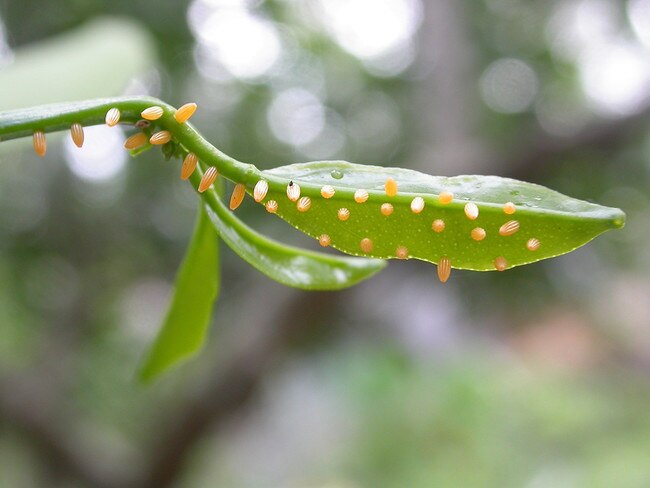 Caper white eggs on feeding leaves. Picture: Ross Kendall.