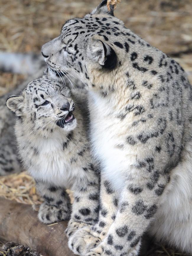 Miska the Snow Leopard with one of her cubs at Melbourne Zoo. Picture: Jay Town