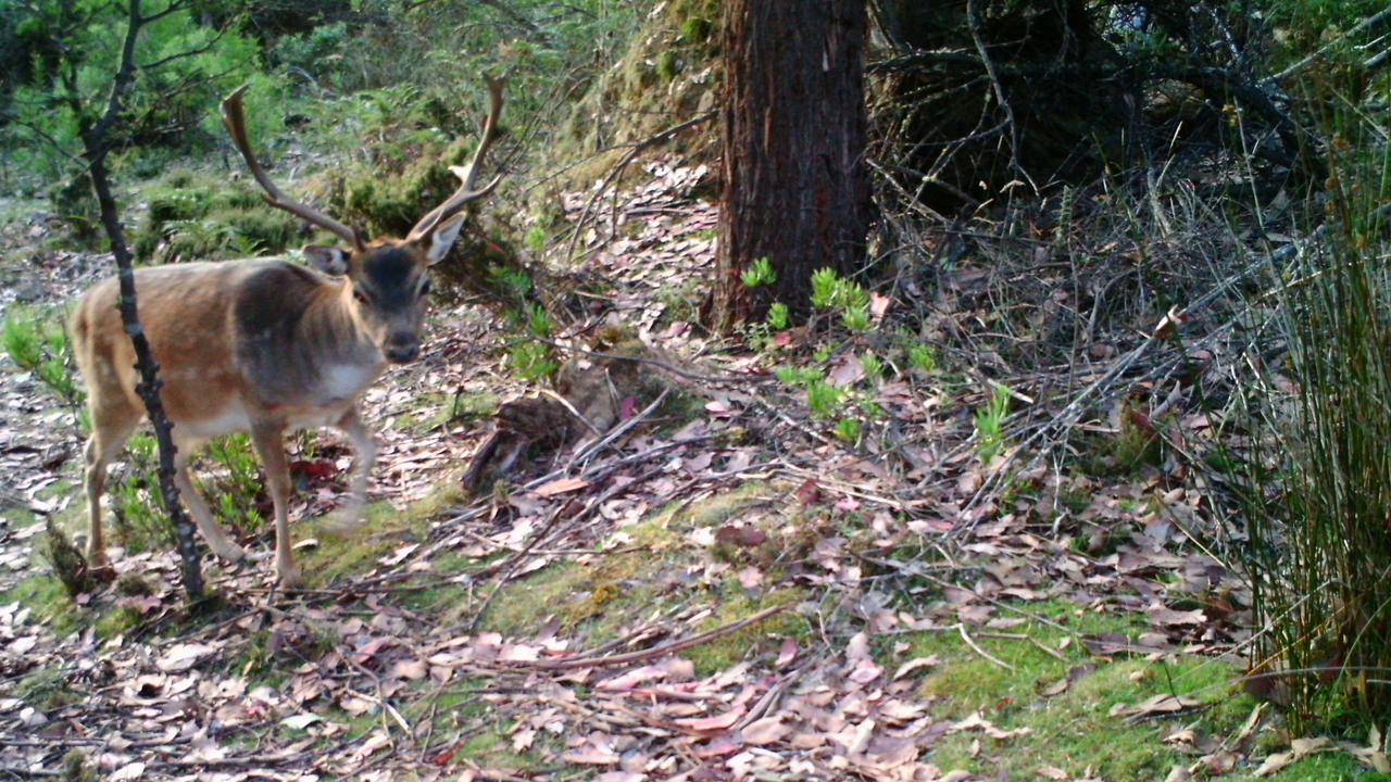 Fallow deer stag in Tasmania.