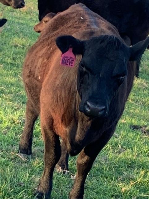 Little Miss Maeve, the pregnant cow that was run down and had its throat slit at a property near Dungog. Supplied.