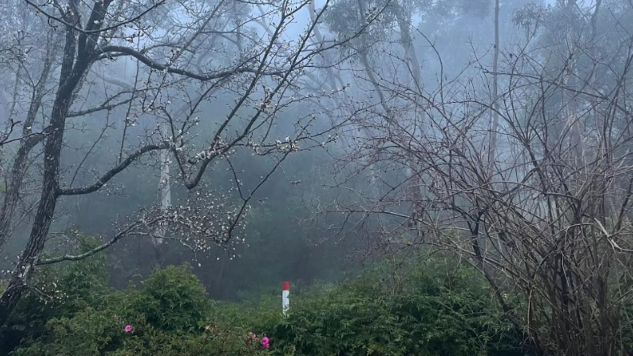 Fog at Waterfall Gully on Monday morning. Picture: Kara Jung