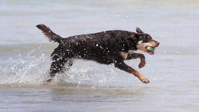 Most dog walkers are flouting Victoria’s on-leash laws on beaches, endangering wildlife such as nesting birds, a Deakin University study has found. R