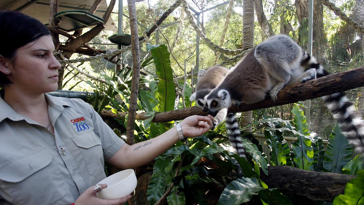 Cairns Tropical Zoo is brining in 'Animal Encounters' where the public get to get up close and feed the animals such as the ring tailed lemurs. Mammal Keeper Tanya Jensen feeds the lemurs as the public will.