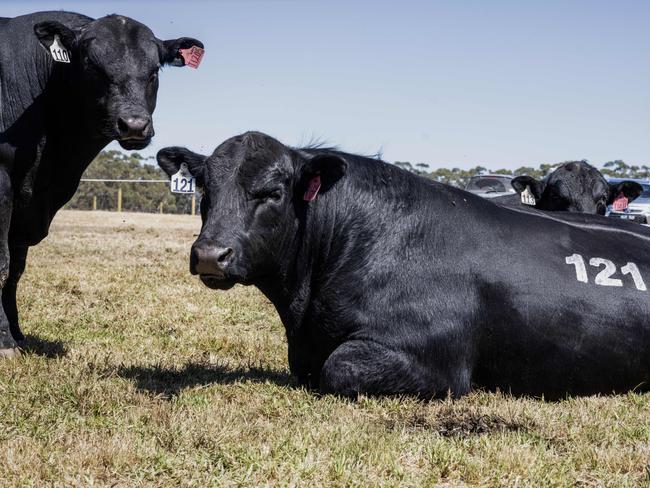 Te Mania Angus bull sale 2024 at Mortlake