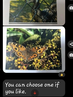 Queensland Labor MP Jim Madden allegedly bought a butterfly picture from a charity auction using taxpayer funds, to give to his then-girlfriend Sarah Grist.