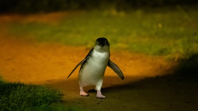 Phillip Island's little penguins. Photos: Supplied