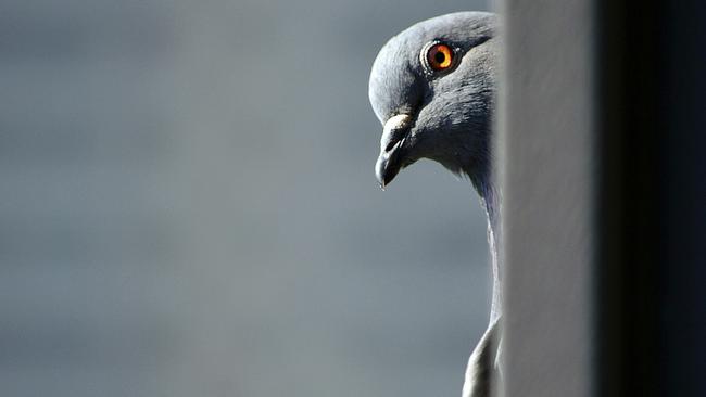 Can animals really be spies? Picture: Unsplash