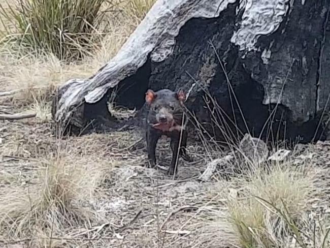 A Tasmanian Devil spotted by a hiker in Coningham Nature Recreation Area appears to be affected by Facial Tumour Disease. Picture: Liam Oakwood