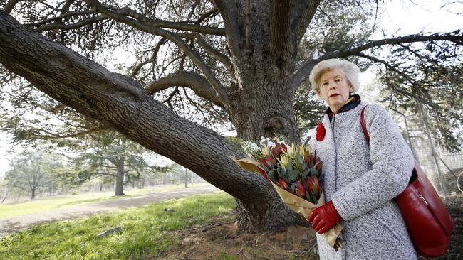 Andrea Gerrard next to the tree planted in 1918 to commemorate her great uncle Captain Arthur Harold Appleby at the Soldiers Memorial Avenue on the Queens Domain. Picture: CHRIS KIDD