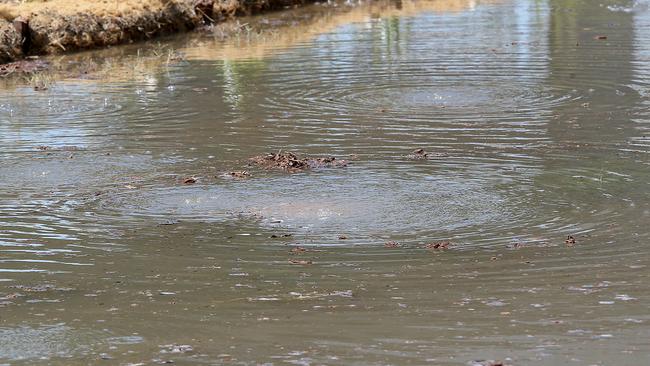 Storm water drain near Northey Street Windsor, during local flooding from Enoggera Creek, Brisbane, Wednesday, February 20, 2019. (AAP Image/Jono Searle)