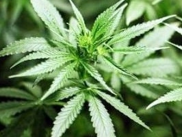 A Maclean man has landed himself in court after police discovered a cannabis plant growing in his backyard.