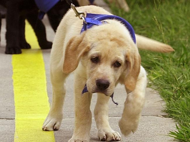 ATLANTA, GA - AUGUST 27: Georgia women prison inmates lead their Labrador puppies during guide dog training at Metro State Prison August 27, 2002 in Atlanta, Georgia. The I.M.P.A.C.T. program (Inmates Providing Animal Care and Training) teams inmates with puppies provided by Southeastern Guide Dog, Inc., for a 16-month program of training with a volunteer obedience instructor. The Georgia Department of Corrections then returns the dogs for advanced training, ultimately providing guide dogs to the visually impaired. (Photo by Erik S. Lesser/Getty Images)