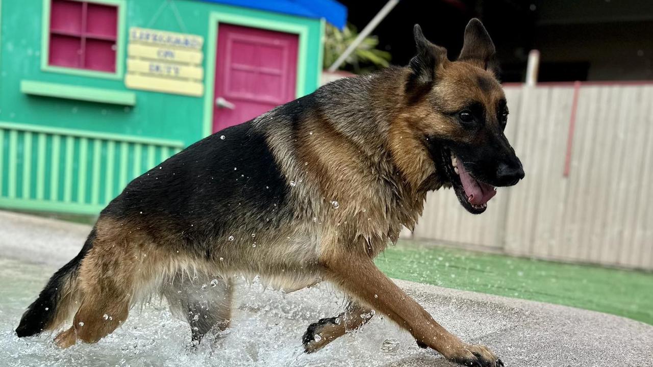 Dogs can cool off in a tropical pool at Pet Resorts Australia Townsville. Picture: Facebook